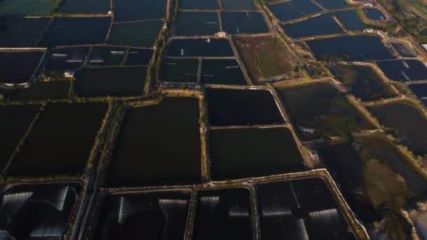 Beautiful Drone Shot Shrimps Farm Son Hai — стоковое видео