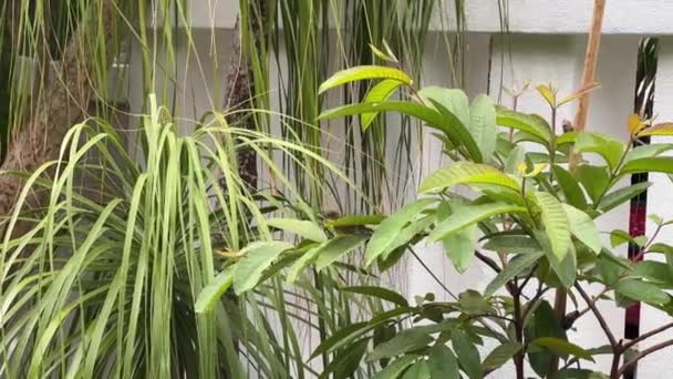 Female Olive Backed Sunbird Cinnyris Jugularis Showering Water Droplets Leaves — Stock video