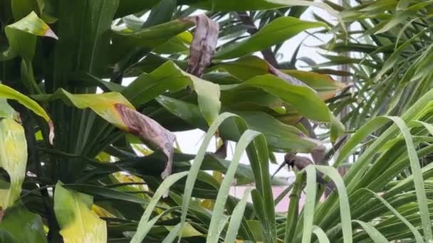 Vívido Macho Olivo Dorso Sunbird Cinnyris Jugularis Posando Hoja Árbol — Vídeos de Stock