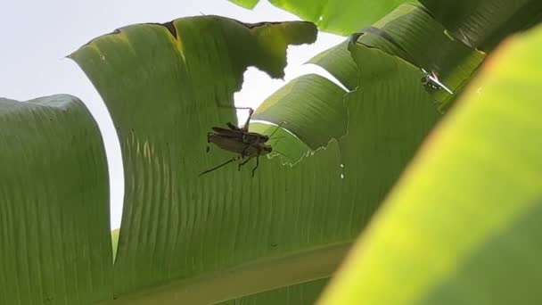 Par Saltamontes Java Valanga Nigricornis Apareándose Una Hoja Plátano Rota — Vídeos de Stock