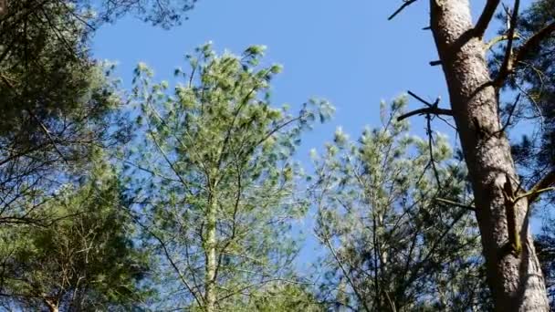 Arbres Feuillus Dans Une Forêt Dense Balançant Calmement Dans Vent — Video