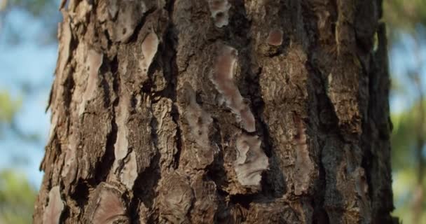 Beautiful Dark Brown Tree Trunk Amazing Texture Sunlight Shining — Vídeo de stock