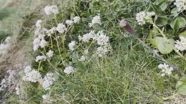 険しい崖の近くの草の道の白い野の花 — ストック動画