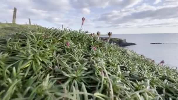 Wild Flowers Close Lowe Angle Rugged Coastline — Stock Video