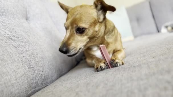 Джек Російський Собака Жує Їсть Кістку Дорогому Сірому Дивані Подушками — стокове відео