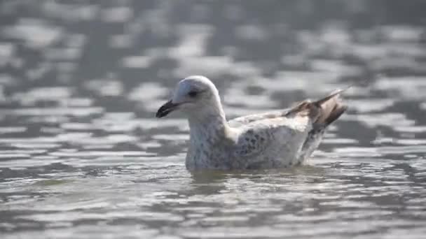 Gray Female Seagull Floating Calm Water Ripple Drinking Saltwater Static — Stock Video