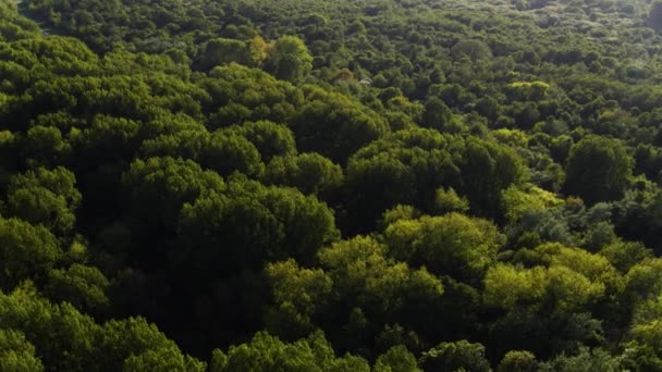 Vuelo Sobre Viento Exuberante Bosque Dunas Duinen Van Voorne Resplandor — Vídeos de Stock