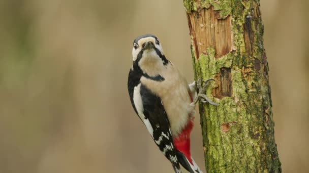 Colorful Woodpecker Climb Hammer Tree Trunk Search Insects Static — Vídeo de Stock