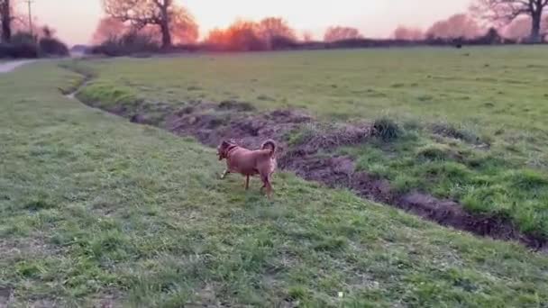 Dog Walking Sunset Field England Sunset Follow Shot Late Evening — Stock Video