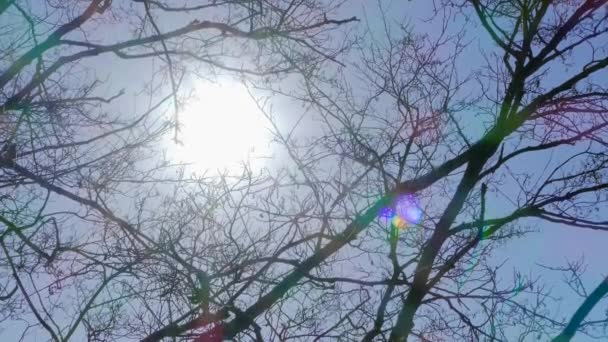 Sun Shining Tree Branches Calm Forest — Stock videók