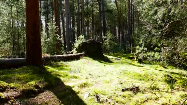 在森林里微风轻柔 慢慢的喘息夏天 一架无人驾驶飞机穿过山毛榉林 — 图库视频影像