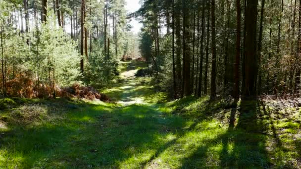 Går Genom Djungelskog Som Solen Kikar Genom Träd Sommaren Strålar — Stockvideo