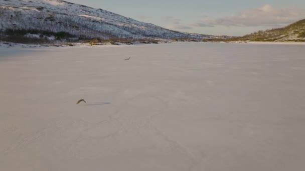 ノルウェーのリングラソヤ島にあるスコグスフィヨルドヴァットネット湖には 雪に覆われた海のワシに続く空中ドローンがあります — ストック動画