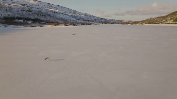 Flygdrönare Följer Havsörnar Över Snötäckta Skogsfjordvatnet Sjö Ringvassoya Island Norge — Stockvideo