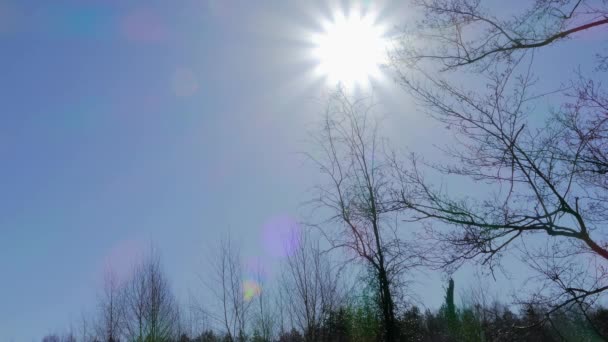 Bright Sun Shining Thin Branches Sunny Calm Day — Vídeo de stock