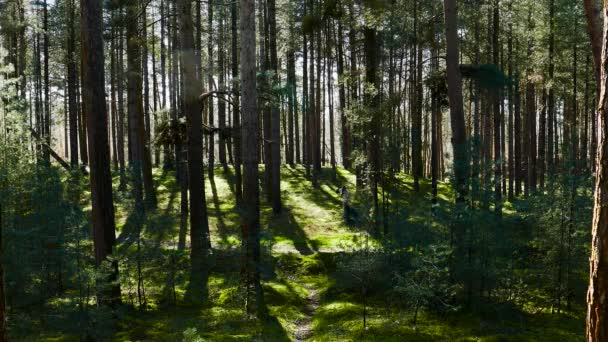 Static View Thick Foliage Trees Forest Thetford Norfolk Sunrise Green — Vídeo de stock