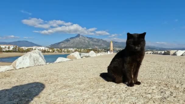 Tiro Gato Preto Calmo Famosa Baía Puerto Banus Marbella Espanha — Vídeo de Stock