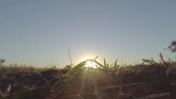 大灰狼在升起的太阳前移动 — 图库视频影像