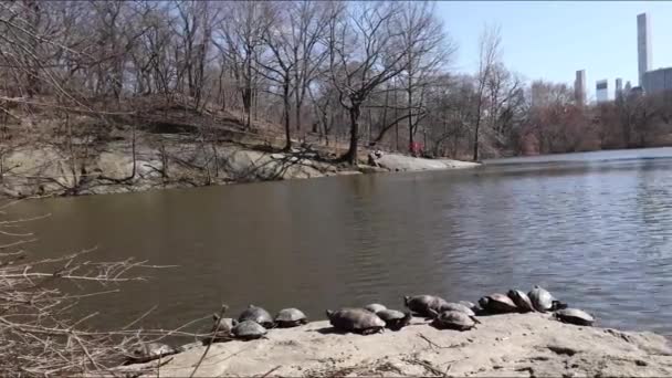 Central Park New York Motion Timelapse Lake Tortoises Boats Buildings — Stock Video