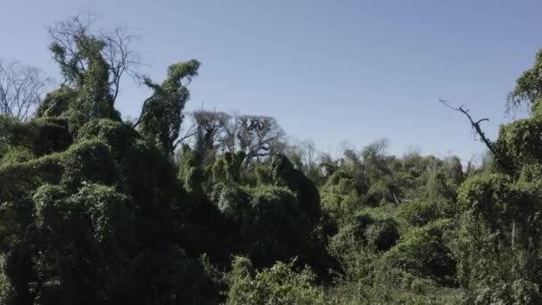 Pantanal Fire Εναέρια Drone Που Δείχνει Βλάστηση Καταλαμβάνει Νεκρά Δέντρα — Αρχείο Βίντεο