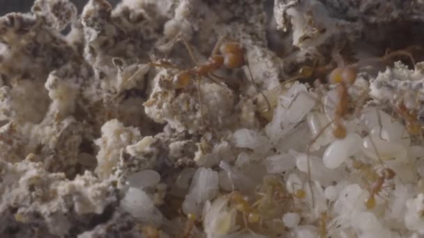 Mrówki Cięcia Liści Wewnątrz Gniazda Mrówki Poruszające Się Wokół Larw — Wideo stockowe