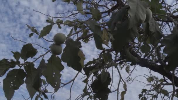 Lobeira Tree Maned Lupo Albero Frutto Primo Piano Sui Frutti — Video Stock