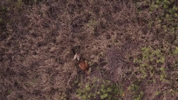 Maned Wolf Seen Drone While Eats Lobeira Wolf Fruit — Vídeos de Stock