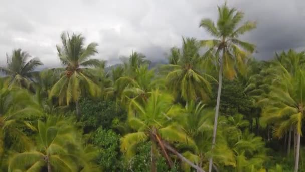 Drone Shot Palm Trees Green Costa Rican Environment — стоковое видео