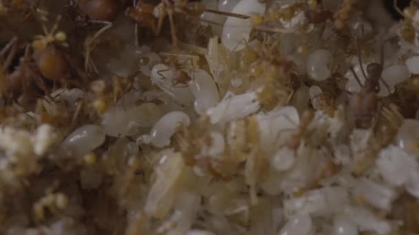 里面的切叶蚁与照顾蛋和幼虫的工蚁筑巢 — 图库视频影像