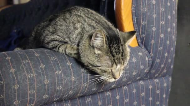 Oturma Odasındaki Kanepede Uyuyan Tekir Bir Kedi — Stok video