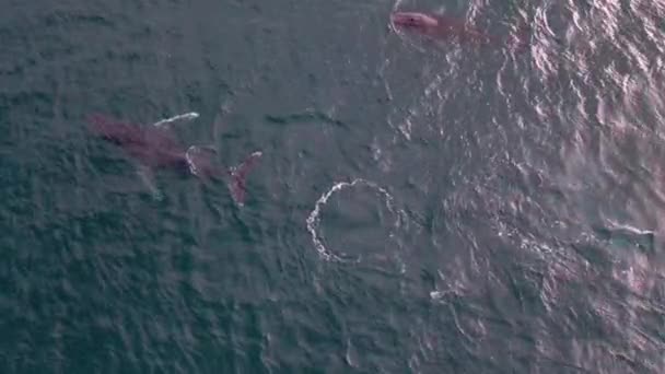 Flygbilder Två Valar Som Migrerar Genom Sanddyborough Western Australia Tagna — Stockvideo