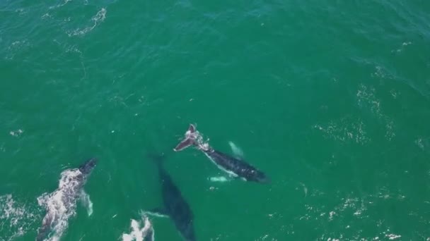 Aerial Footage Group Whales Migrating Interacting One Another Western Australia — Stock Video