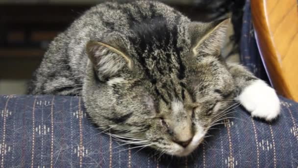塔比成年猫睡在客厅的沙发上 — 图库视频影像