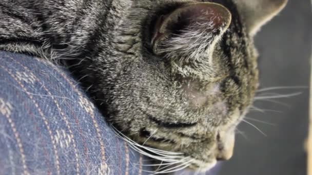 Tabby Adult Cat Sleeping Side Couch Living Room — Video