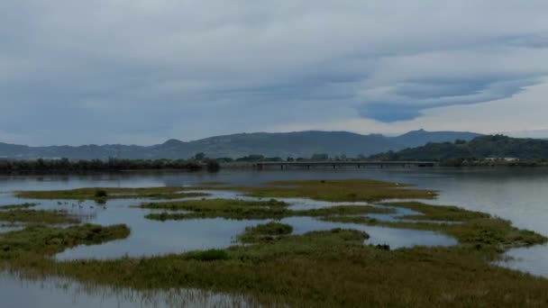 Drone Flying Victoria Joyel Marshes Numerous Birds Take Flight — Vídeo de Stock