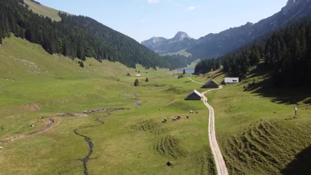 在瑞士高地的阿尔卑斯山边远足 从空中无人机俯瞰绿谷 奶牛和桑蒂泽尔山湖到宝莲威斯的小径 — 图库视频影像