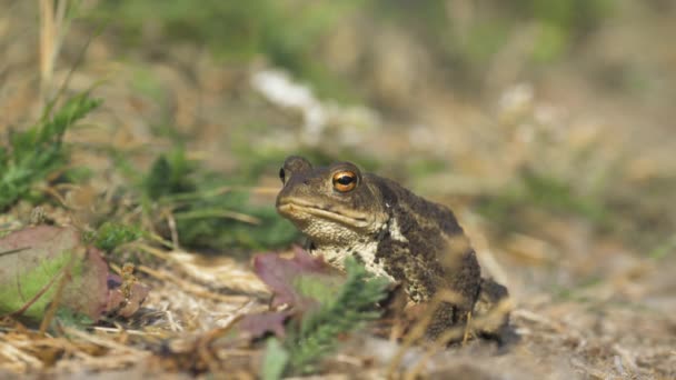 Kurbağa Türünde Bir Kurbağa Çenesinde Hava Kabarcığı Olan Vıraklarken Ağır — Stok video