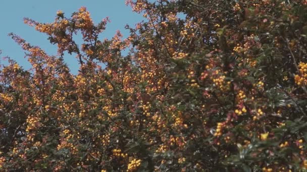 Ягоды Апельсина Большом Растении Саду — стоковое видео