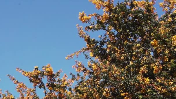 Oranje Bessen Een Grote Plant Een Tuin — Stockvideo