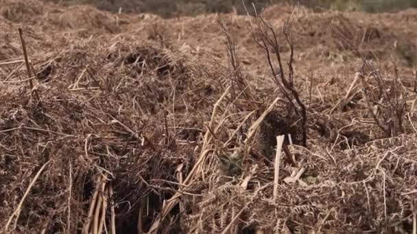 Field Dead Brown Bracken Ferns Hillside — Vídeos de Stock