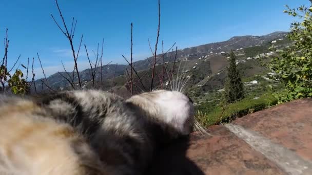 Cute Funny Brown Cat Playing Wall Outdoors Close Slow Motion — Wideo stockowe