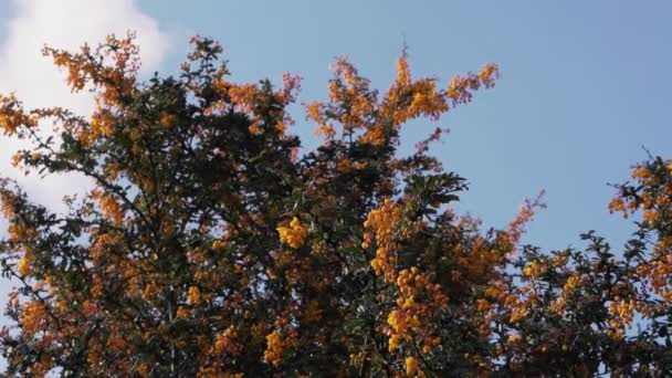 Pomerančové Bobule Velké Rostlině Zahradní Oblasti — Stock video