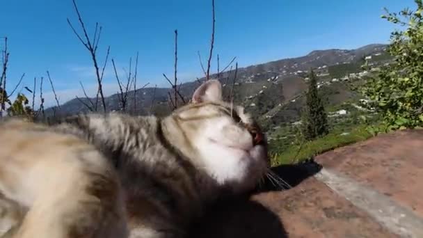 Açık Havada Duvarda Oynayan Sevimli Komik Kahverengi Kedi Görüntüyü Kapat — Stok video