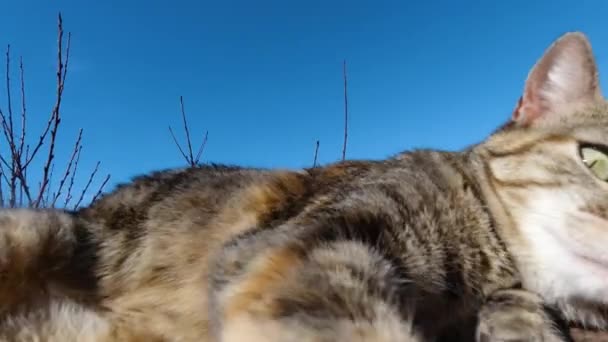 Zblízka Pohled Hravý Zábavný Kočka Při Pohledu Kameru Venku Zpomaleném — Stock video