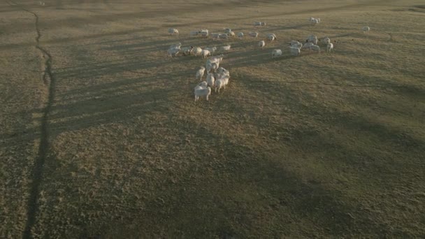 Una Mandria Pecore Fuori Giro Con Polli Sulle Praterie Irlanda — Video Stock