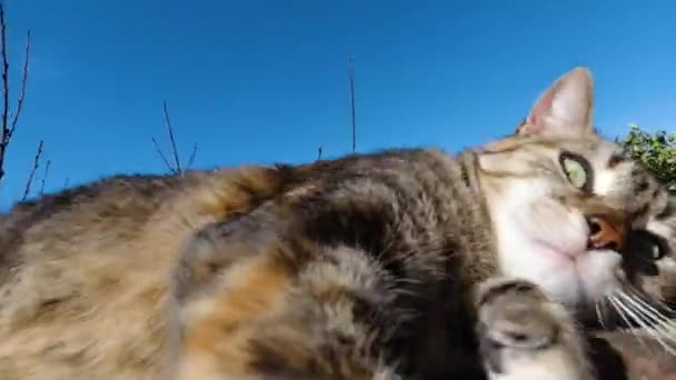 Close Vista Gato Brincalhão Engraçado Olhando Para Câmera Livre — Vídeo de Stock