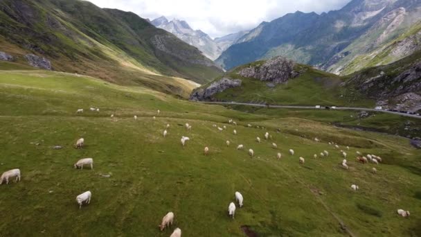 Pyrénées Espagnoles Espagne Vue Aérienne Par Drone Bovins Vaches Pâturant — Video
