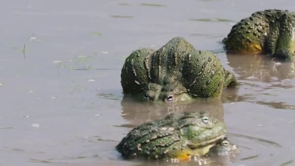 Obrovské Bullfrogs Během Páření Sezóny Střední Kalahari Zblízka Záběr — Stock video