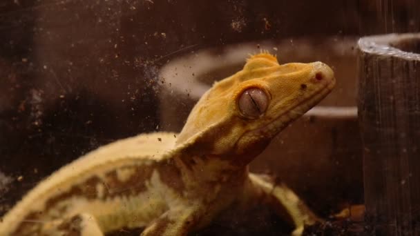 Fechar Olho Crested Gecko — Vídeo de Stock