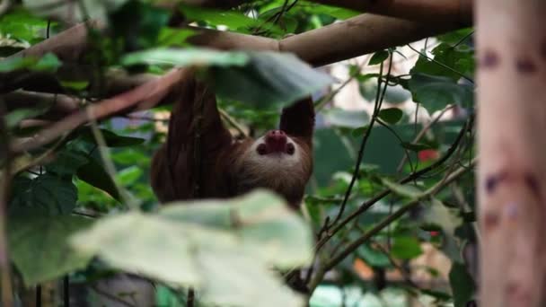 Sloth Loopt Ondersteboven Wildlife Rehabilitatie Omheining Langzame Beweging — Stockvideo